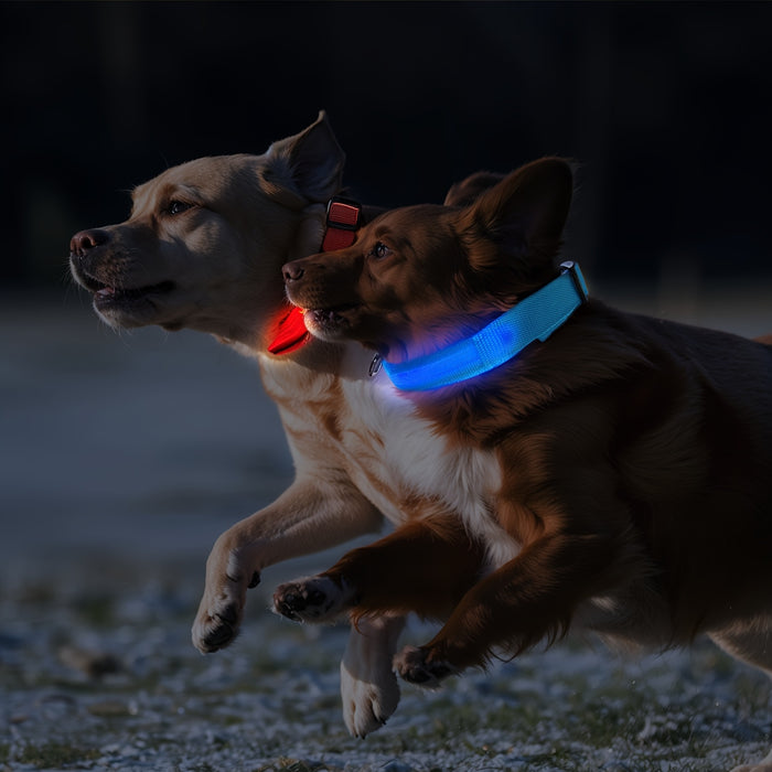 Collare per Cani a LED con Illuminazione – Visibile e Sicuro di Notte
