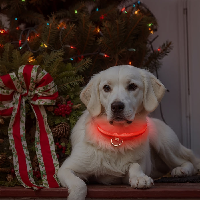 Collare per Cani a LED con Illuminazione – Visibile e Sicuro di Notte