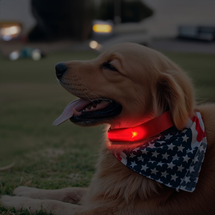 Collare per Cani a LED con Illuminazione – Visibile e Sicuro di Notte