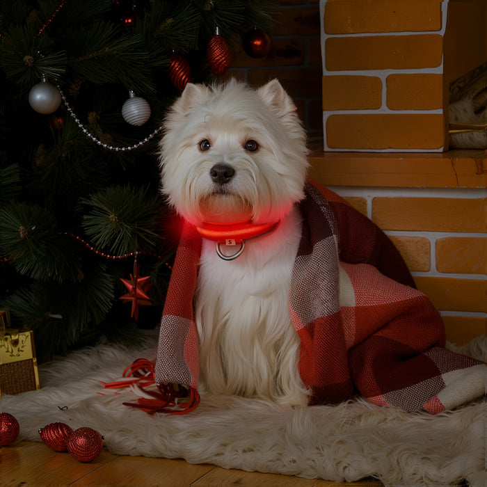 Collare per Cani a LED con Illuminazione – Visibile e Sicuro di Notte